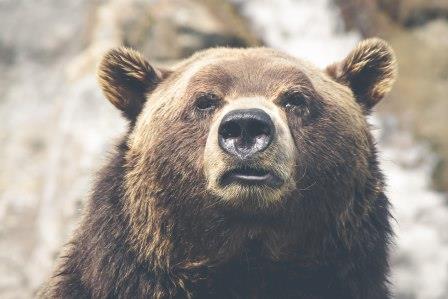 Hedging Stocks Against a Bear Market